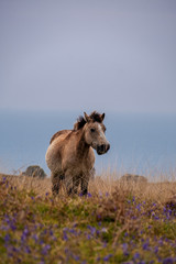 wild pony near the sea 