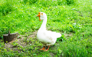 White goose on green meadow at a farm. Rural scene.