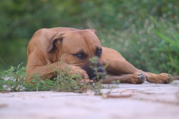Portrait of pit bull - boerboel - german shepherd mixed breed dog against green blurred background, Luanda