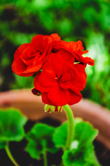 Pelargonium vermelho no jardim dentro do vaso. Flores vermelhas no jardim da primavera