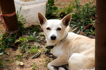 Dog in the yard