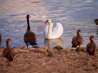 Der Schwan und die Gänse 