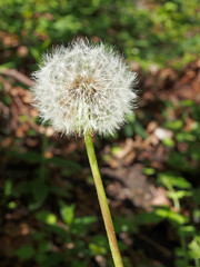 a single dandelion clock with fluffy white seeds against a dark blurred nature sunlit background