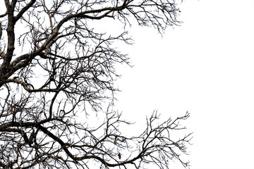 Dead branches , Silhouette dead tree or dry tree on white background with clipping path.