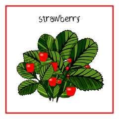 Vector Illustration Icon of Ripe strawberry, raspberry, cherry, blackberry, black and red currant, blueberry with leaves