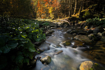 The mountain river in the autumn at times surrounded by trees with yellow foliage. - 269241329
