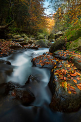 The mountain river in the autumn at times surrounded by trees with yellow foliage - 269241336