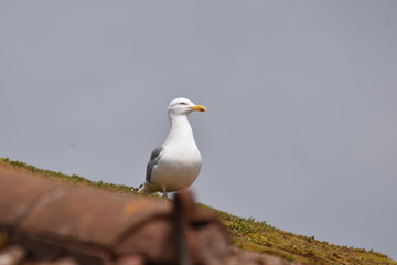 seagull on roof