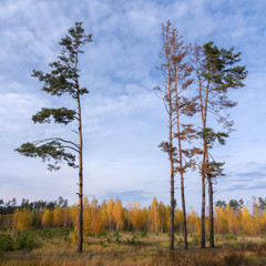 A group of free-standing pines against the background of yellow birches and sky. - 269241352
