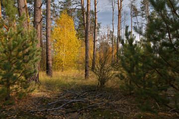Birch in a pine forest in autumn