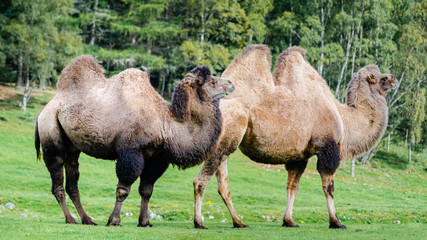 Two domesticated Bactrian camels (Camelus bactrianus) standing in a pasture