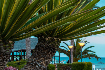 Fuerteventura, palm trees on the beach