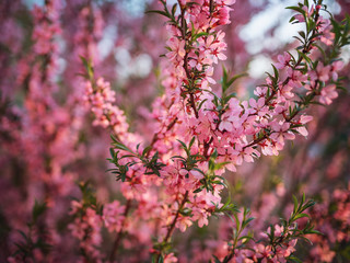 Decorative flowering almond. Rose petals. Close-up