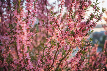 Decorative flowering almond. Rose petals. Close-up