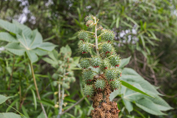 Ricinus communis, commonly known as castor oil plant. Medical seeds. Green plant