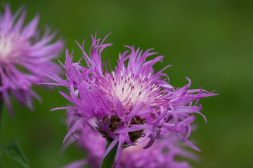 Persian Cornflowers in Bloom in Springtime