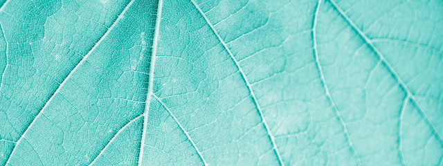 Grape leaf, turquoise toned, macro. Close up texture with copy space for design.