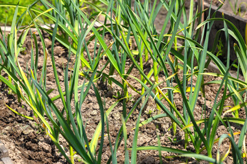 Young green farm winter garlic. Young green garlic grows on a vegetable garden side view. A yellowed sheet of garlic diseases garlic.