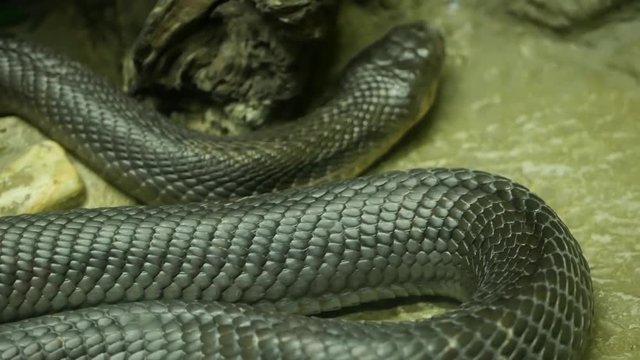 Majestic poisonous snake with dark skin. Beautiful Monocled king cobra with black skin on rock in terrarium cage.