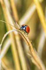 Beetle crawling on the stem.