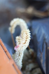 catkins on a tree