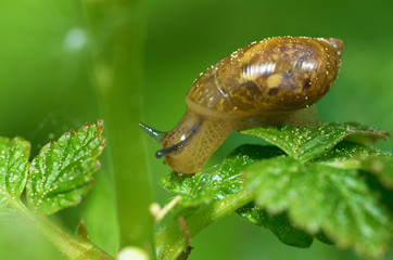 Snail sitting on a leaf of the plant.