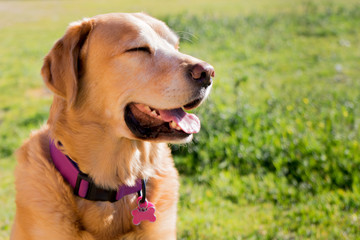 labrador dog close eyes and happy