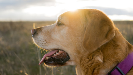 Close portrait of labrador dog