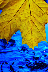 Fototapeta na wymiar Background wallpaper for screen savers. Yellow autumn leaf over blue water during rain. Splashes and drops of water with blue water.