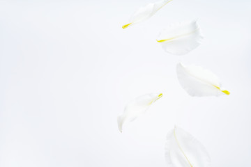 Beautiful flying lily flowers and petals at light background with copy space. Creative floral...