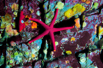 Sea star (starfish) on a colorful rock wall