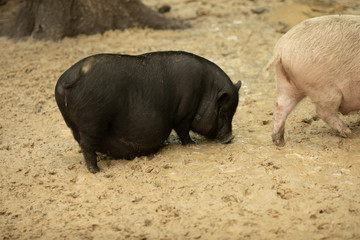 Household Pig Enjoys Relaxing In Dirt. Large Black Pig. Domestic Pig.