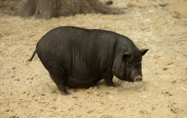 Household Pig Enjoys Relaxing In Dirt. Large Black Pig. Domestic Pig.