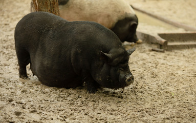 Fototapeta premium Świnia domowa lubi relaksować się w brudzie. Duża czarna świnia. Świnia domowa.