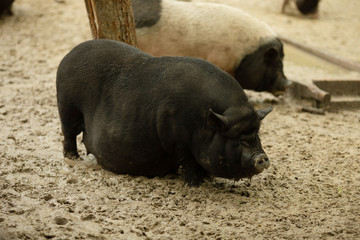 Household Pig Enjoys Relaxing In Dirt. Large Black Pig. Domestic Pig.