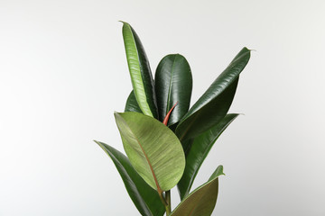 Fototapeta Beautiful rubber plant on white background. Home decor obraz