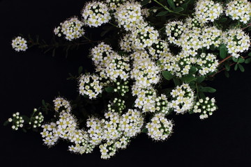 Branch of delicate white flowers wild rose hips on black background. Symbolic concept — spring, love, beauty. Congratulatory background to Mother's Day, wedding day, birthday. Selective focus.