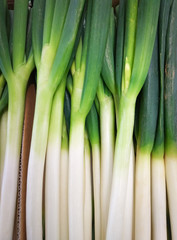 Obraz premium Green spring onions, Fresh Spring Onions are healthy Scallion. Close up 