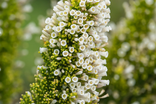 Pichi Flowers in Bloom in Springtime