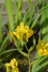 Yellow iris