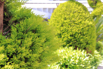 green trees in the yard