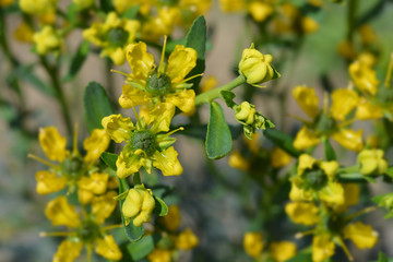 Common rue