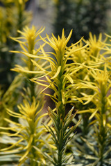 Korean Gold Plum yew