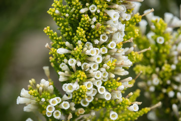 Obraz premium Pichi Flowers in Bloom in Springtime