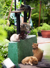 Five different cats are sleeping on the porch of a hut. Selective focus.