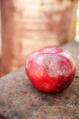 One red apple close up and copy space on the background of a rusty table. An ugly apple with rot.