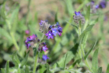 Common bugloss