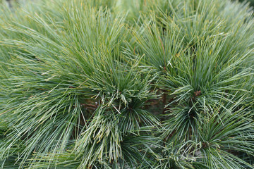 Eastern white pine Radiata