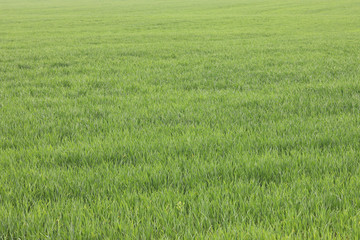 Natural green background with juicy spring green grass