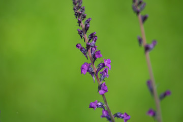 Obraz premium Purple Toadflax Inflorescence in Springtime